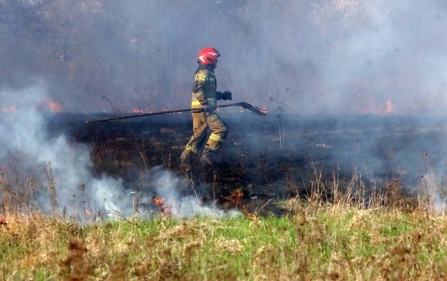 Pożar traw w Bydgoszczy na ul. Inwalidów zauważono po południu 3 maja 2024
