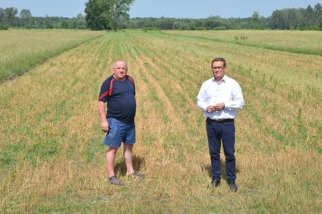 Na tym polu zboże powinno sięgać po pas. Zostało w zupełności zniszczone - mówią burmistrz Nowego Korczyna Paweł Zagaja (z prawej) oraz Czesław Zawada, rolnik i szef gminnej komisji rolnictwa.