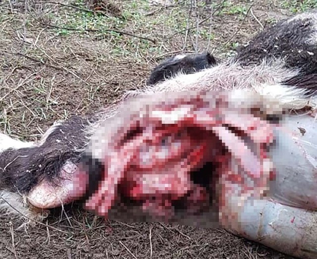 Do zdarzenia doszło w nocy z niedzieli na poniedziałek (z 17 na 18 lutego) w Tarnowie koło Gorzowa. Drapieżniki wdarły się do zagrody Marka Wolffa i zagryzły dwa cielaki. Marek Wolff makabrycznego odkrycia dokonał z samego rana. W jego zagrodzie w Tarnowie leżały dwa rozszarpane i częściowo zjedzone cielaki. – To był atak wilków – mówi M. Wolff. W nocy wataha zakradła się i dostała do ogrodzonej zagrody strzeżonej elektrycznym pastuchem. Cielaki nie miały najmniejszych szans.– To już drugi taki atak przez wilki na moje cielaki – mówi Marek Wolff. Ludzie w Lubiszynie są przerażeni. – Mówi się, że w lasach dookoła nas żyje wataha 14 wilków – opowiada M. Wolff. Boją się ich nawet myśliwi, którzy obawiają się schodzić w nocy z ambon.Zobacz też: Wilki zaatakowały owce na terenie prywatnej posesji w Mosinie (gm. Witnica). Mieszkańcy boją się o swoje życie i zdrowie