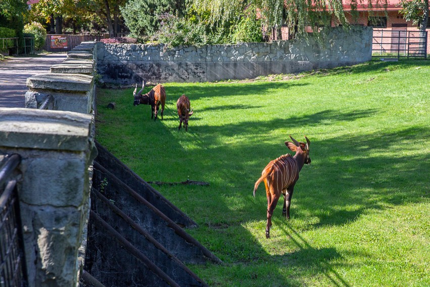 Wśród nowych mieszkańców chorzowskiego zoo najstarszy jest...