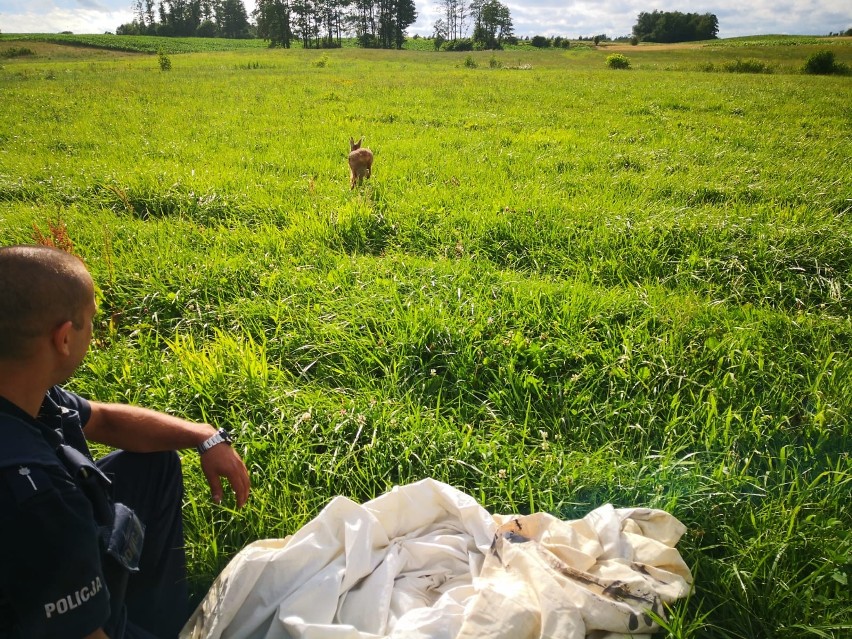 Grajewo. Mała sarenka w potrzasku. Uratowali ją policjanci (zdjęcia)