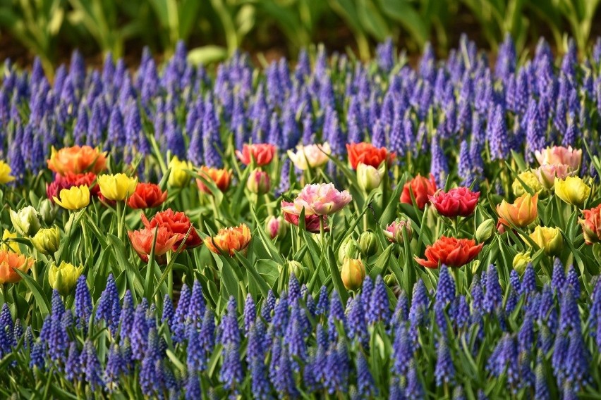 Jeśli chcemy, aby wiosna była kolorowa i pełna kwiatów,...