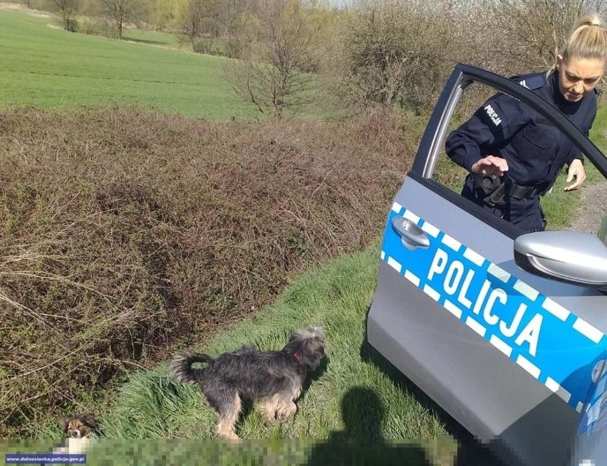 Pies pilnował rannego psa potrąconego przez auto. Pomogli policjanci (ZDJĘCIA)