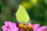 Cytrynki już latają! Te motyle żyją wyjątkowo długo, ale sporo czasu przesypiają. Co jada cytrynek i czy może narobić szkód w ogrodzie?