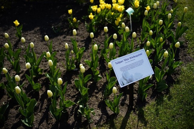 Tulipan "Głos Wielkopolski" dołączył do zbiorów Ogrodu Botanicznego UAM