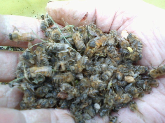 Otrute przez rolnika pszczoły z Salna na dłoni pszczelarza