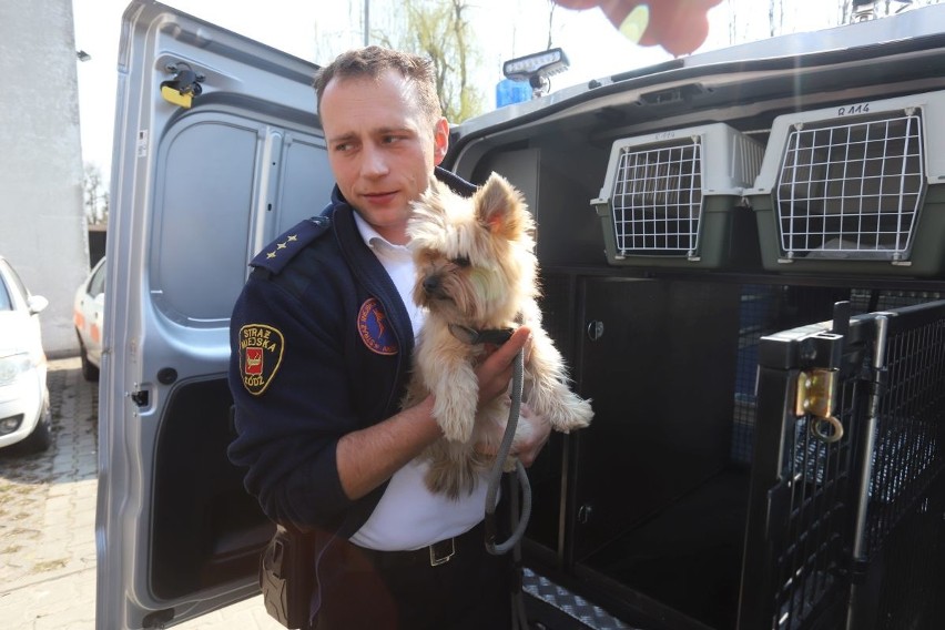 Patryk Polit współtworzył Animal Patrol straży miejskiej.