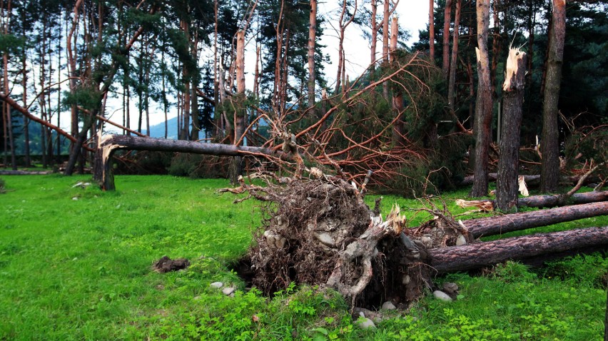 Piwniczna. 40 sekund horroru. Dobę po katakliźmie zniszczony las przeraża [ZDJĘCIA]