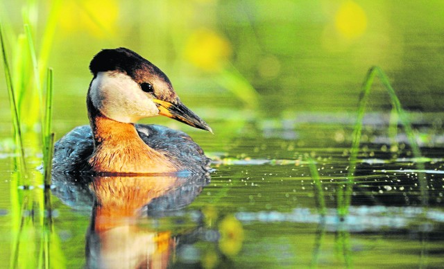 Na Dolnym Śląsku żyje ponad 300 gatunków ptaków, spośród których aż 19 ujętych jest w Czerwonej Księdze Gatunków Zagrożonych