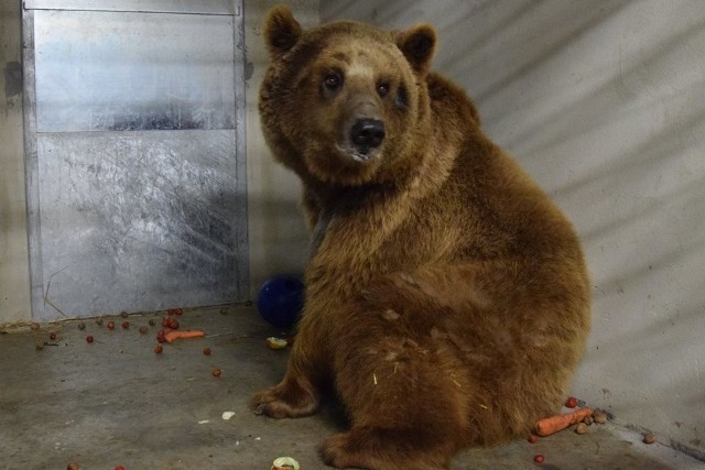 Zoo w Poznaniu: Niedźwiadek Baloo wyjdzie na wybieg!
