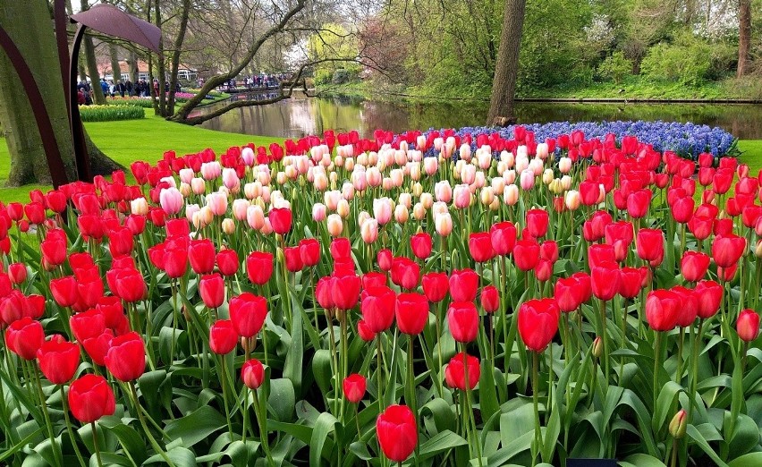 Ogród Keukenhof to jeden z najpiękniejszych ogrodów świata