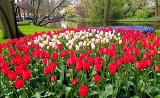 Keukenhof w Holandii. Tu każdego roku rozkwita 7 mln kwiatów. Zobacz, jak wygląda jeden z najpiękniejszych ogrodów na świecie