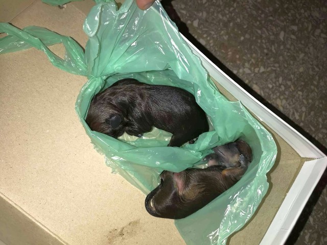 Niezwykłym okrucieństwem wykazał się ktoś, kto wyrzucił na śmietnik dwa nowo narodzone szczeniaki, zawijając je w plastikowy worek. Jednego nie udało się uratować.