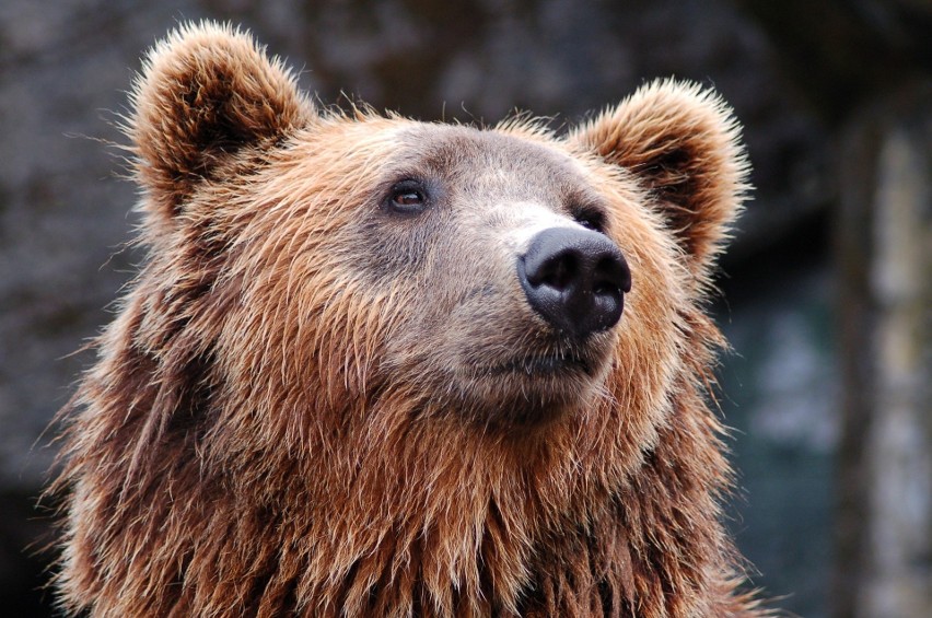 lokalizacja: Leczenie niedźwiedzi na terenie łódzkiego ZOO,...