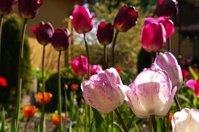 Tulipany pojawiły się w Europie w XVI wieku i od tego czasu – zwłaszcza w Holandii – uzyskano tysiące odmian tulipanów o różnorodnej budowie. Które wybrać i jak je posadzić? Zobaczcie w naszej galerii przykłady wykorzystania tulipanów w ogrodach.