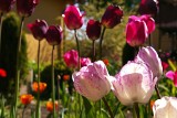 Rabata z tulipanami. Tak możesz zaaranżować tulipanową rabatę w ogrodzie