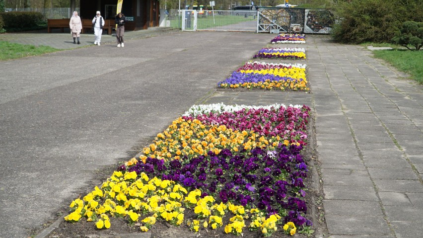 Ogród Botaniczny wiosną prezentuje się wyjątkowo efektownie.