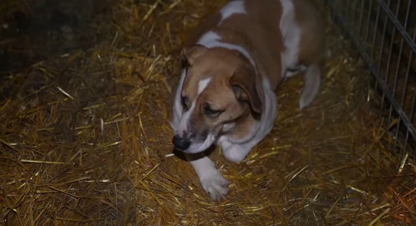 Wąsewo. Pogotowie dla Zwierząt zabrało z gminnego "przytuliska" 11 psów. Tak wyglądała interwencja (wideo). Jak sprawę komentuje wójt?