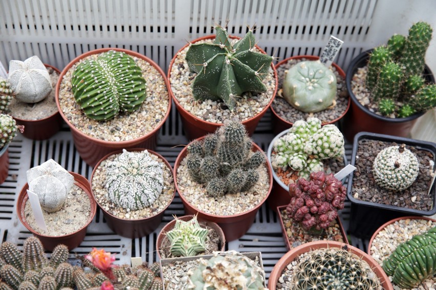 Wystawa kaktusów i innych sukulentów w Ogrodzie Botanicznym UMCS [ZOBACZ ZDJĘCIA]