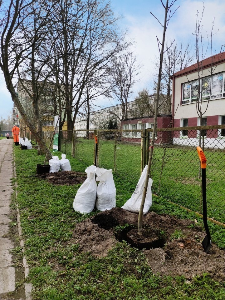 W Międzynarodowy Dzień Ziemi w Koszalinie sadzili drzewa