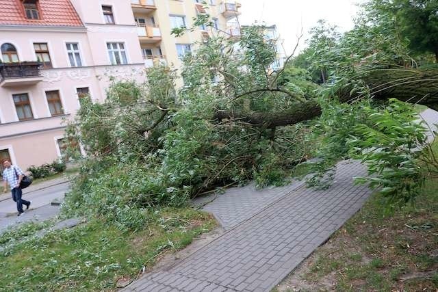 Przy ulicy Gałczyńskiego w Toruniu drzewo runęło na ulicę