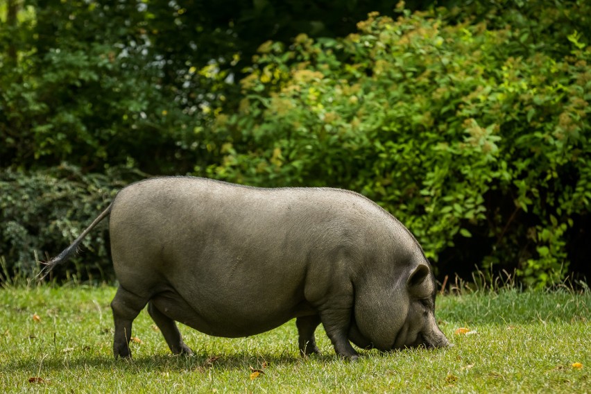 Świnia jest partnerem. Odwiedzamy azyl dla zwierząt „Chrumkowo”