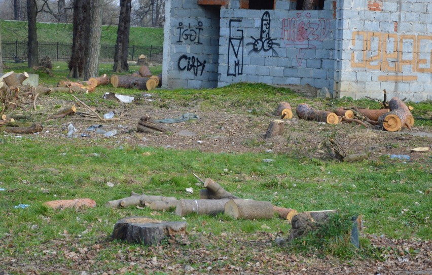 Nowy Sącz. Jak wygląda Park Strzelecki po wycince? Obejrzyj zdjęcia