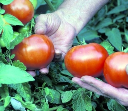 Chcesz schudnąć, jedz pomidory &#8211; twierdzą dietetycy
