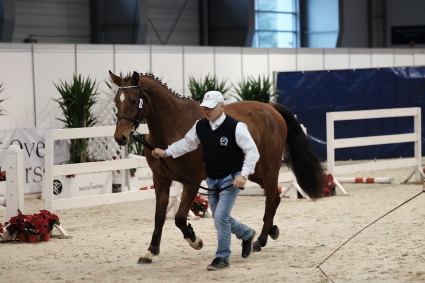 Cavaliada 2017 - zobacz najpiękniejsze konie ras szlachetnych [ZDJĘCIA]