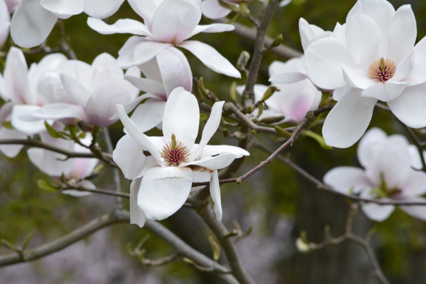 Kwiaty magnolii...