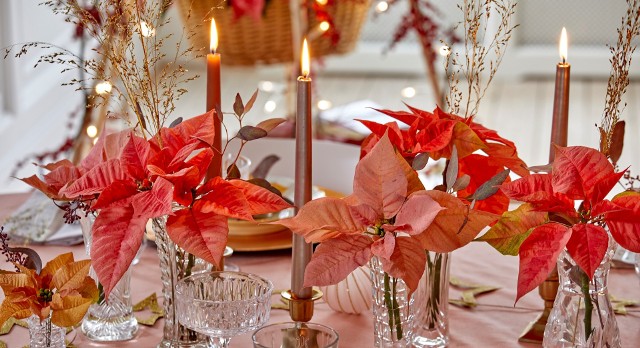 Kwiaty poinsecji pięknie udekorują obrus na Boże Narodzenie. W naszej galerii podsuwamy pomysły na niezwykłe świąteczne aranżacje stołu, które sprawdzą się w każdym wnętrzu. Zobacz kolejne slajdy, przesuwając zdjęcia w prawo, naciśnij strzałkę lub przycisk NASTĘPNE