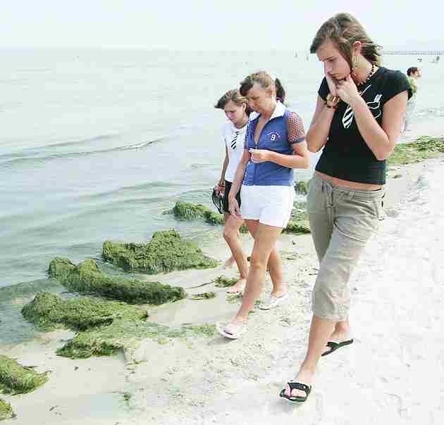 Sinice mogą powrócić na plaże w Ustce.