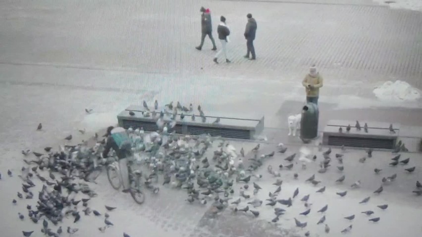 Kraków. Bulwersujące sceny na Rynku Głównym. Rowerzysta stratował gołębie [17.01.2021]