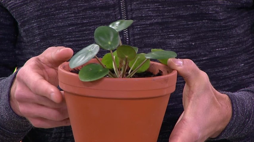 Pieniążek (Pilea peperomioides)...