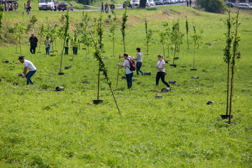 Park Krakowian zaczął rosnąć [ZDJĘCIA]