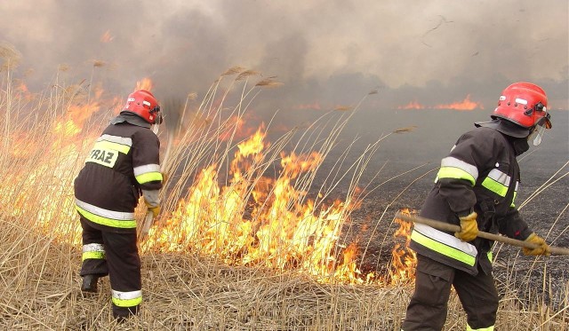 Nielegalne wypalanie traw rozpoczęło się także w powiecie kazimierskim - strażacy coraz częściej wzywani są do gaszenia ognia na łąkach i nieużytkach.