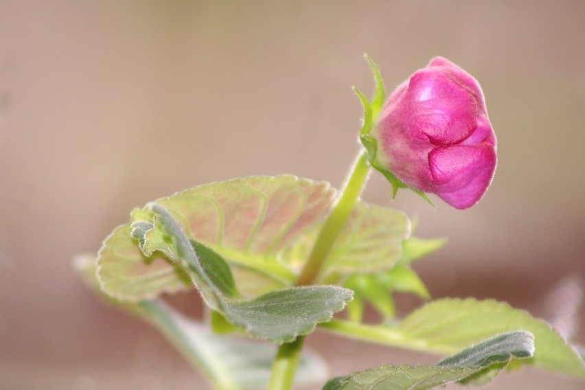 Gloxinia

Kwiat uchodzi za talizman sukcesu i dobrobytu.