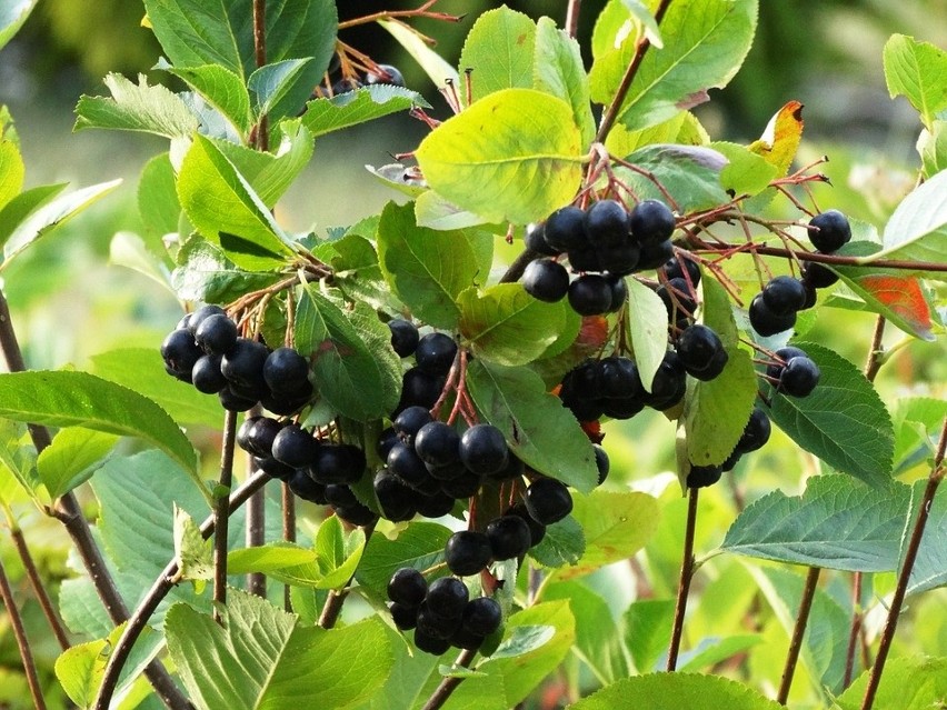 Aronia pochodzi z Ameryki Północnej. U nas się sprawdziła,...