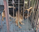 Policjanci z Białobrzegów zaopiekowali się psem, który błąkał sie przy "siódemce"