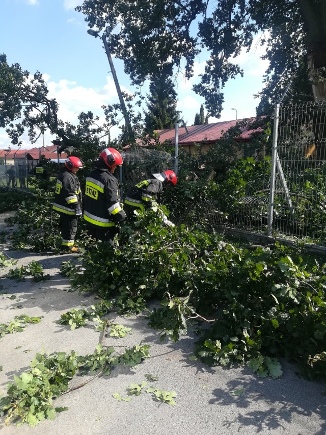 W środę na drogę w Żurawicy pod Przemyślem runęło drzewo. Dąb stał na terenie jednostki wojskowej - 1. Batalionu Czołgów. Do zdarzenia zadysponowano strażaków z PSP w Przemyślu.