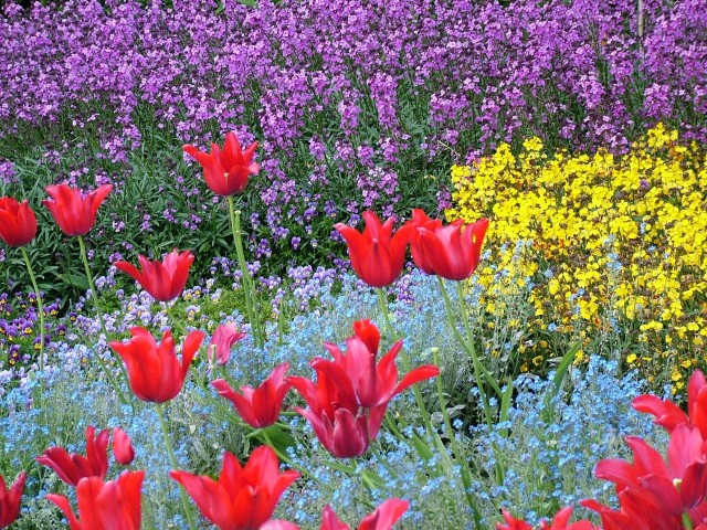 Barwy to podstawowy element kształtujący nasz ogród. Im dalej od rabaty kwiatowej stoimy, tym jej kolory mocniej się ze sobą mieszają, tworząc prawie jednolitą plamę.
