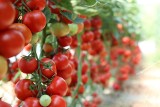 Te 12 warzyw i owoców, zawiera najwięcej pestycydów. Na liście tzw. brudnej 12 znalazły się m.in. pomidory, ziemniaki, szpinak 