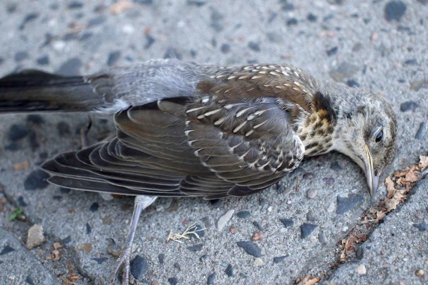 Ptaki nie wyglądają, jakby zostały potrącone przez samochód.