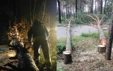 Nowogród. Ktoś ścina drzewa prosto na drogę. Chce żeby doszło do tragedii? (zdjęcia)