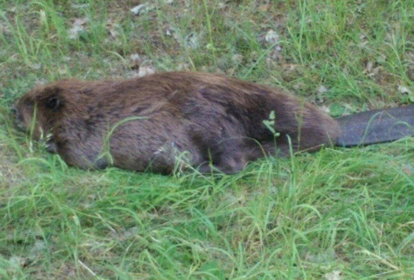 Kolega Króla Gumieniec? Bóbr zatamował ruch na "trójce"