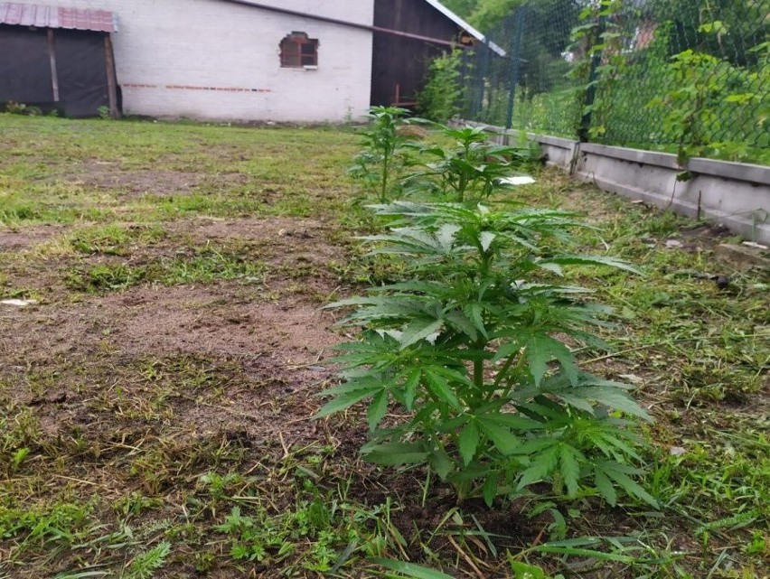 29-latek z gminy Ulanów miał mieć skradziony rower, wpadł na uprawie marihuany [ZDJĘCIA, WIDEO]