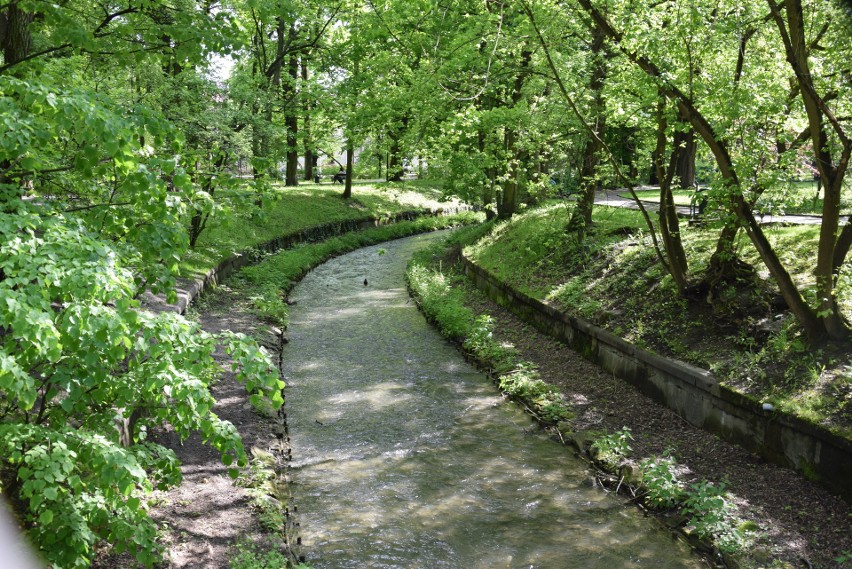 Rzeka Krzeszówka na Dzikich Plantach