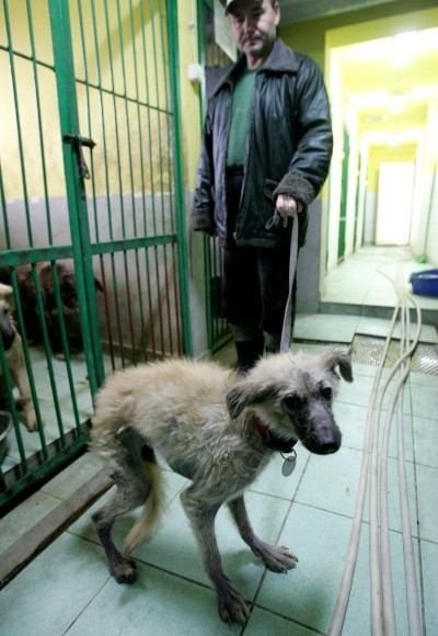 To jeden z psów przywiezionych z ul. Akwarelowej. Zwierzęta są w tak złym stanie, że kilka z nich będzie prawdopodobnie uśpionych.