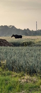 Łoś spaceruje po gminie Gniezno. Klępa spokojnym krokiem przemierza wsie i pola