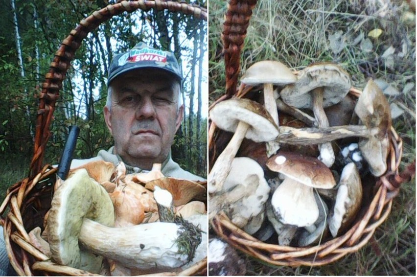 Różan. Stanisław Wasilewski od lat zbiera grzyby w tutejszych lasach. Zobaczcie zdjęcia z grzybobrania
